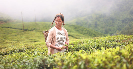 7 reasons why Darjeeling tea is special