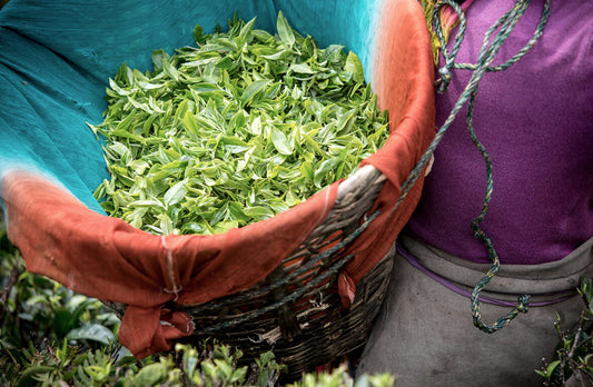 Bringing back the Original flavors - Organic Darjeeling Teas - Okayti Tea Estate